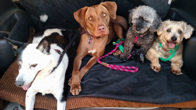 Friendly Paws Pet Care - Your Pets Home Away From Home